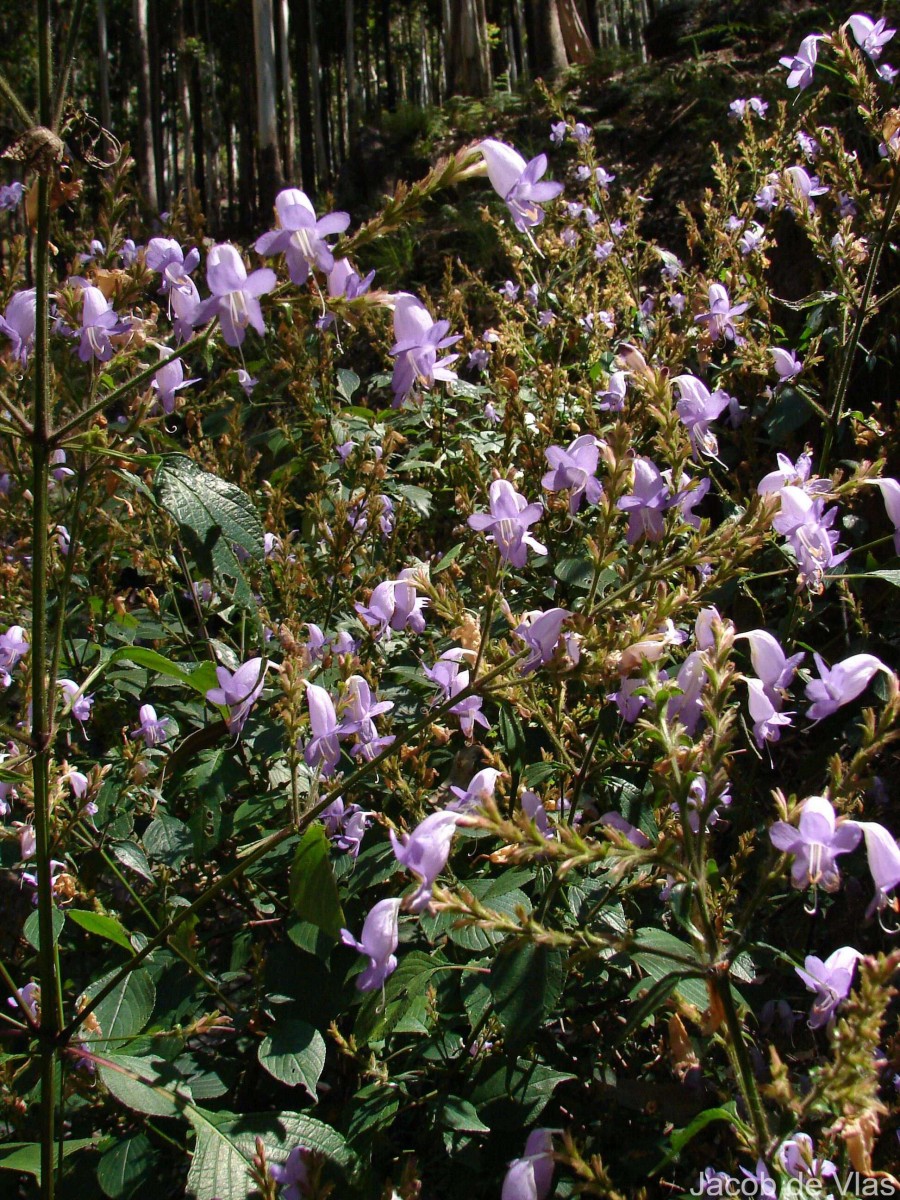 Strobilanthes diandra var. densa (C.B.Clarke) J.R.I.Wood